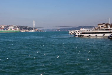 Istanbul'da gökyüzünde uçan martılar