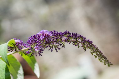 Mor çiçeğe yakın çekim, bulanık