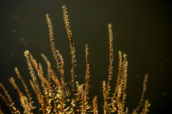 Planta seca en la naturaleza fondo — Foto de Stock