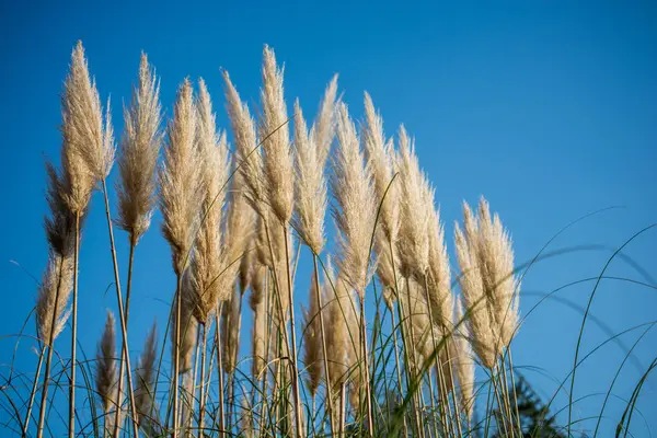 Dry plant in nature background — Stock Photo, Image