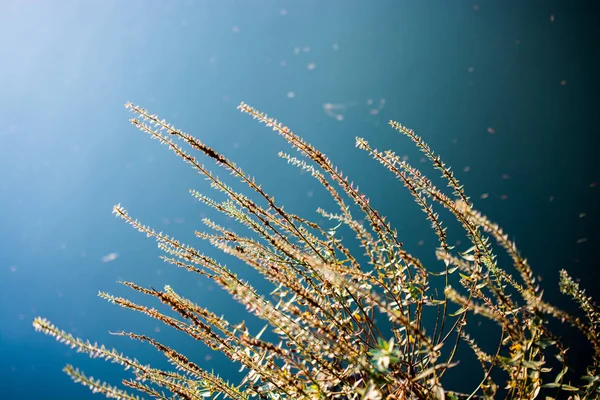 Trockene Pflanze in der Natur Hintergrund — Stockfoto