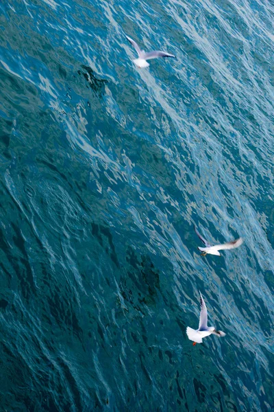 Måsarna flyger över havet vatten — Stockfoto