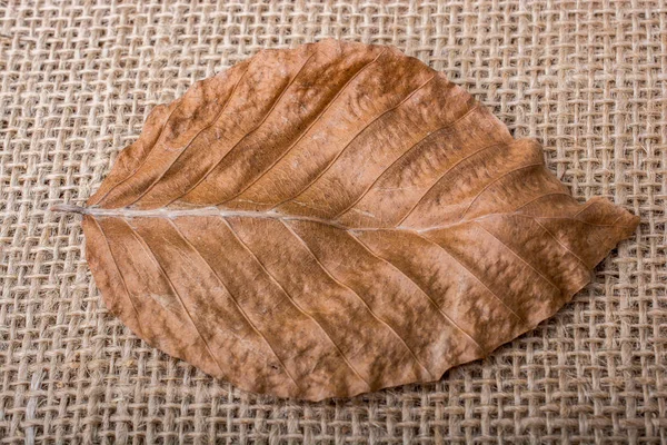 Сухой лист на коричневом фоне холста — стоковое фото