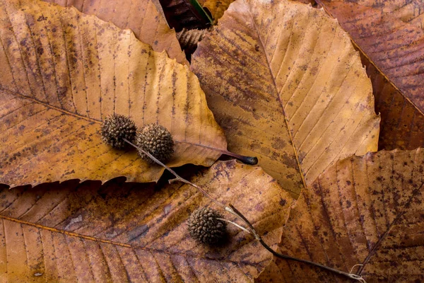 Hoja seca sobresaliente en otras hojas como fondo de otoño — Foto de Stock