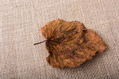 kahverengi tuval zemin üzerine kuru yaprak