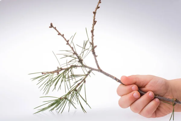 Needle leaves of pine tree in hand
