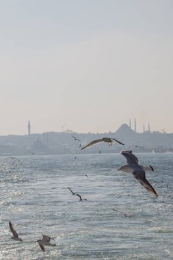 Istanbul'da gökyüzünde uçan martılar