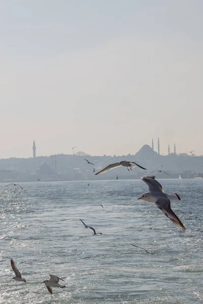Mouettes volant dans le ciel à Istanbul — Photo