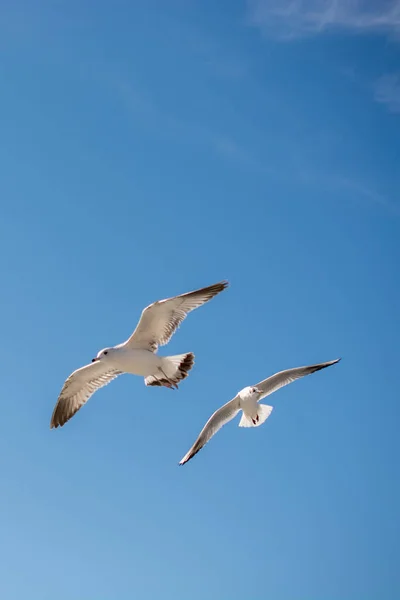 Paire de mouettes volant dans le ciel au-dessus des eaux de la mer — Photo