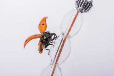 Üstündeki yürüyüş güzel kırmızı uğur böceği