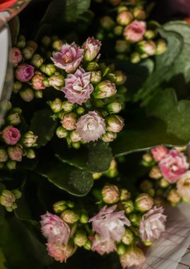 Çeşitli türde güzel buket