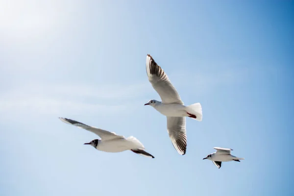 Seagulls latania w niebo nad wodami morza — Zdjęcie stockowe
