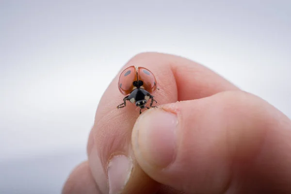 Schöner roter Marienkäfer, der auf einer Hand läuft — Stockfoto