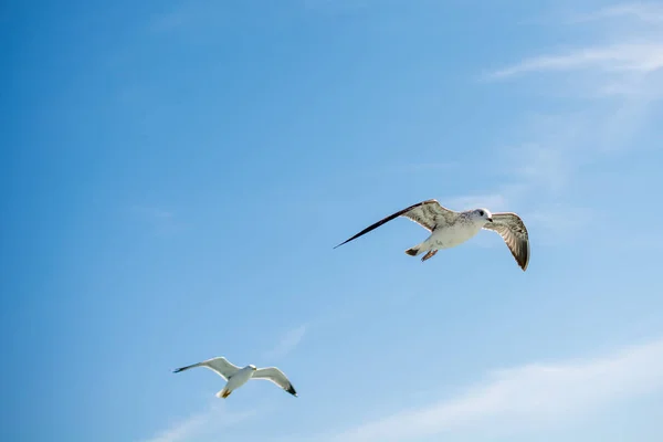 Deniz sular gökte uçan martıları çifti — Stok fotoğraf