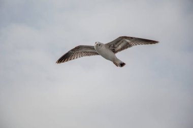 Bulutlu bir gökyüzünde uçan martı 