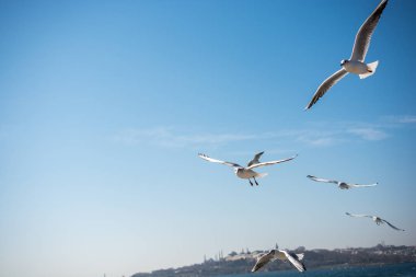 Deniz sular gökte uçan martılar