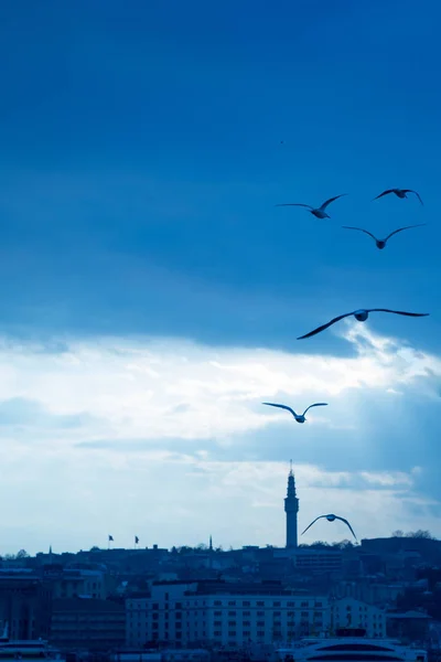 Gaviotas volando en el cielo en Estambul — Foto de Stock