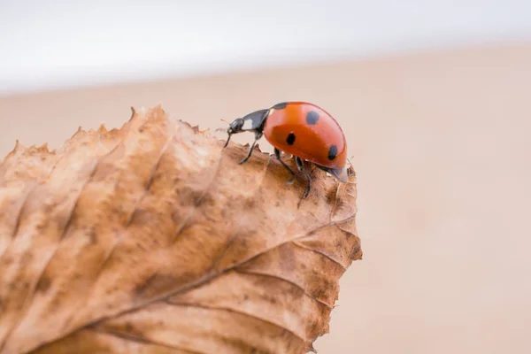 Beautiful red ladybug walking on a dry leaf — Stock Photo, Image