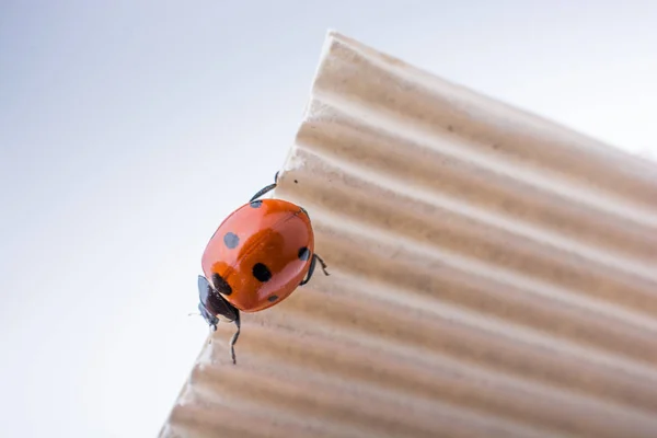 Beautiful red ladybug walking on paper — Stock Photo, Image