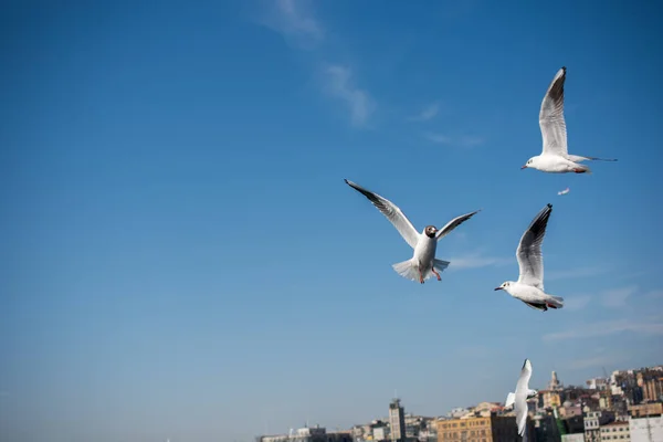 Gaivotas voam no céu sobre o mar em Istambul — Fotografia de Stock