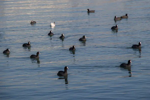 Vögel schwimmen ruhig auf der Meeresoberfläche — Stockfoto