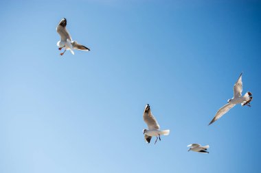 Deniz sular gökte uçan martılar