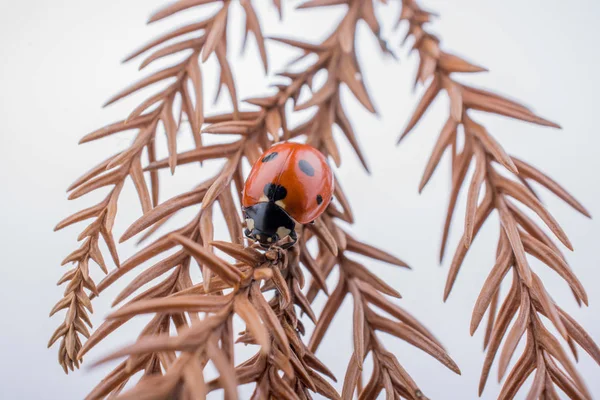 Beautiful red ladybug walking on a dry leaf — Stock Photo, Image