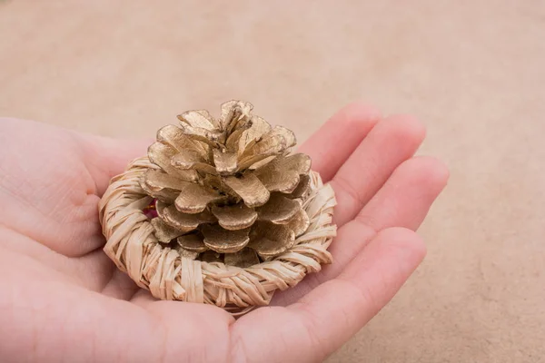 Pine cone in hand on a brown background — Stock Photo, Image