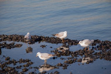 Martı ayakta deniz kıyısında