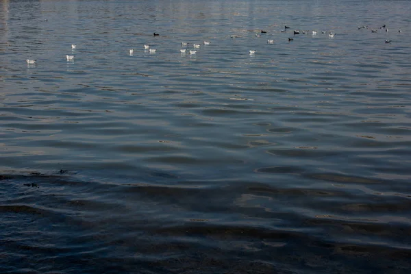 Meeuwen zwemmen rustig op het zee-oppervlak — Stockfoto