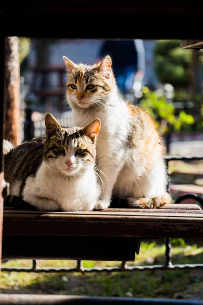 Otro retrato de gatos callejeros sin hogar —  Fotos de Stock