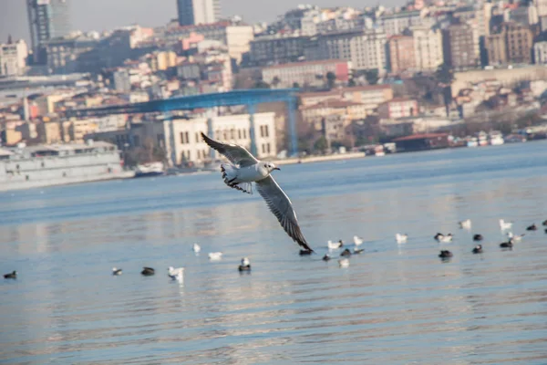 Möwen Fliegen Der Luft Istanbul Der Türkei — Stockfoto