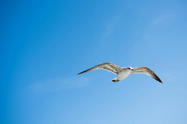 Deniz sular gökte uçan martı — Stok fotoğraf