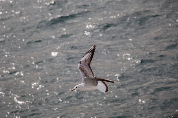 La mouette vole au-dessus des eaux marines — Photo