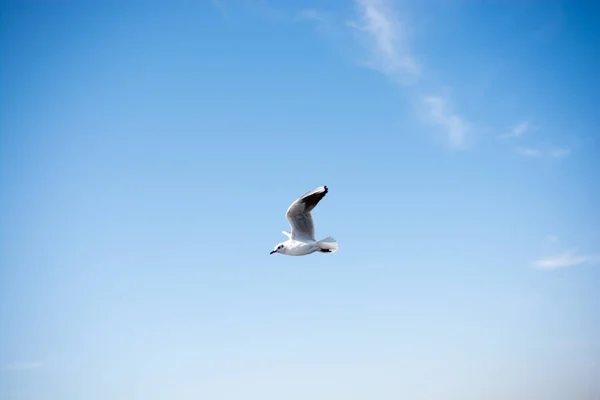 Deniz sular gökte uçan martı — Stok fotoğraf