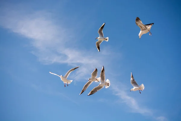 Чайки, летающие в небе над морской водой — стоковое фото