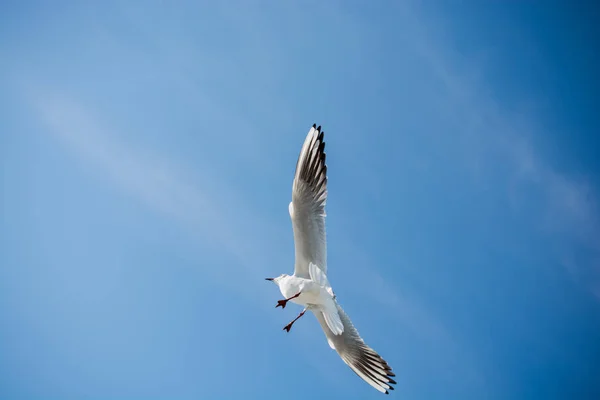 Gaviota volando en el cielo sobre las aguas del mar — Foto de Stock