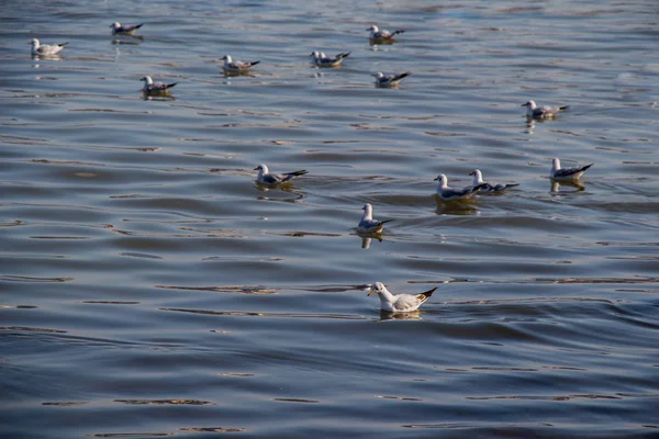 Gabbiani nuotano tranquilli sulla superficie del mare — Foto Stock