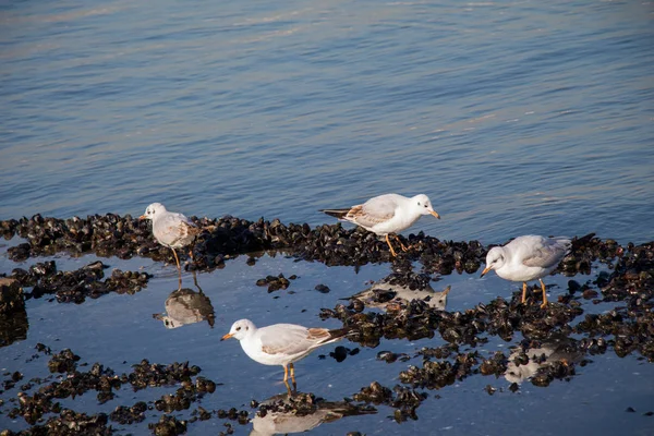 Seagull stående på stranden vid havet — Stockfoto