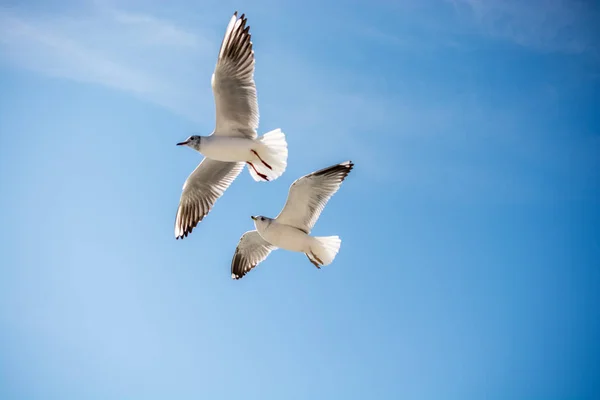 Paire de mouettes volant dans le ciel au-dessus des eaux de la mer — Photo