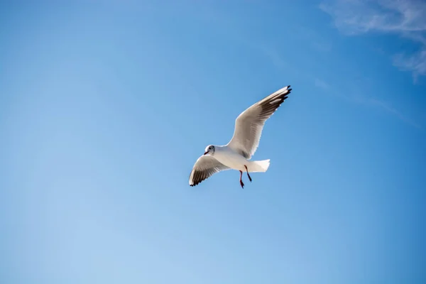 Seagull flying in sky over the sea waters — Stock Photo, Image