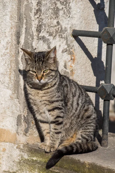 Еще один портрет бездомного уличного кота — стоковое фото