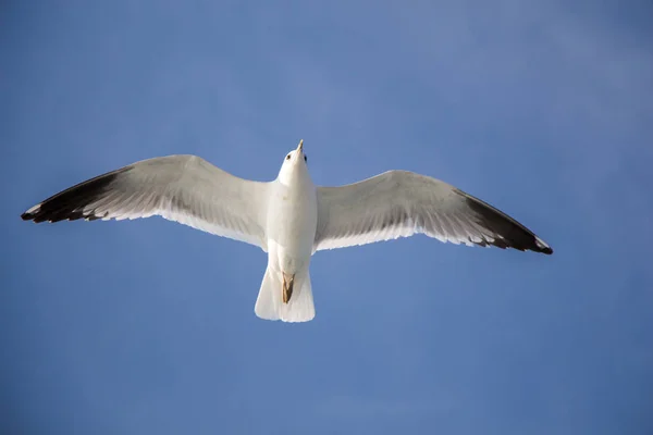 Mås som flyger i blå himmel — Stockfoto