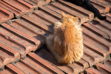 Evsiz bir sokak kedi başka bir portresi 