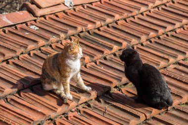 Evsiz bir sokak kedi başka bir portre 