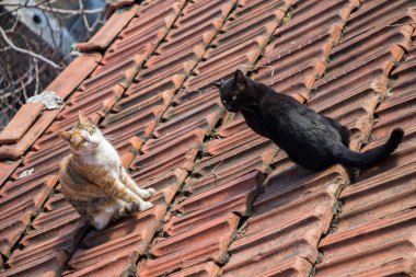 Evsiz bir sokak kedi başka bir portre 