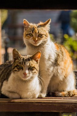 Evsiz bir sokak kedi başka bir portre 