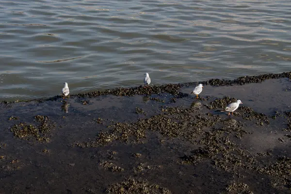 Möwe steht am Ufer am Meer — Stockfoto