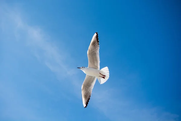 Gaivota voando no céu sobre as águas do mar — Fotografia de Stock