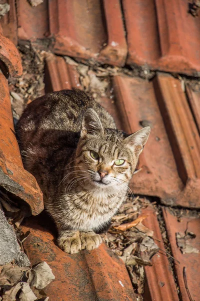 Evsiz bir sokak kedi başka bir portresi — Stok fotoğraf